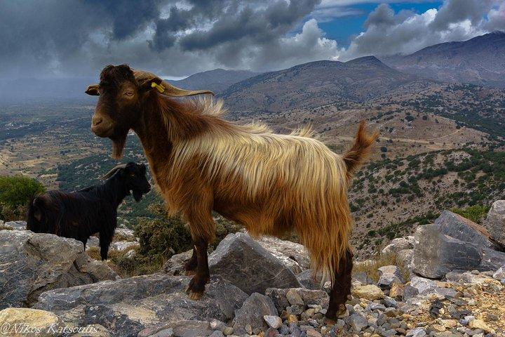 Safari Club : Katharo Route Tour vanuit Agios Nikolaos