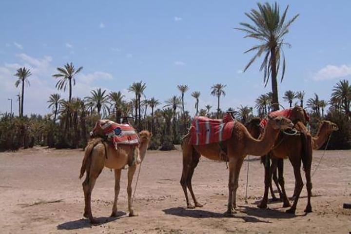 Marrakech Camel Ride Erfahrung mit Pick-up