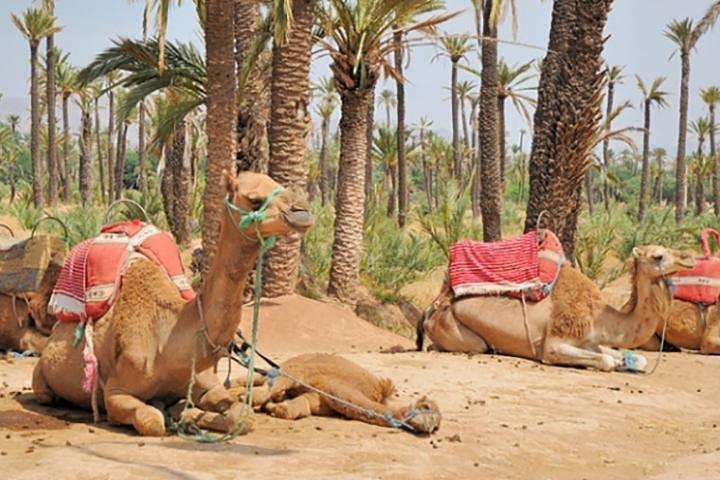 Marrakech Camel Ride Erfahrung mit Pick-up