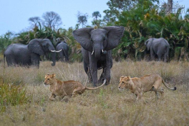 Private Game Drive e Chobe River Cruise