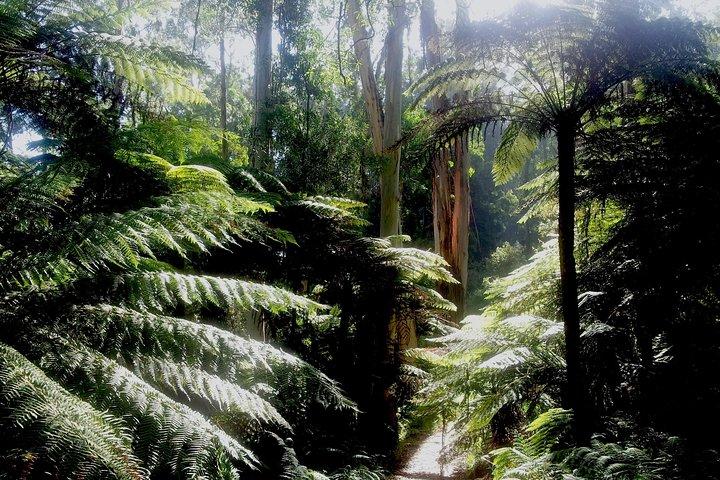 Visite privée d'une journée à Dandenong Ranges