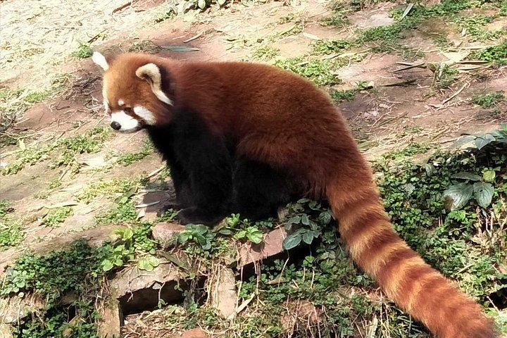 オールインクルーシブ成都のパンダ基地とオプションの観光ツアー
