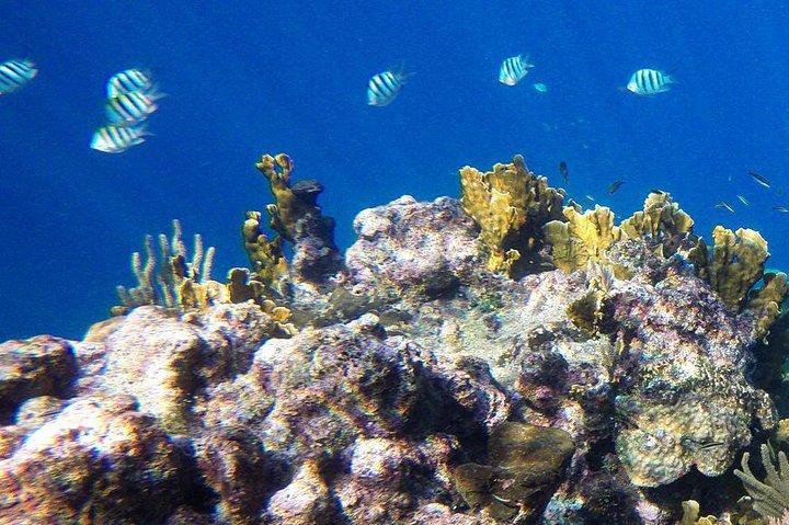 サファガ港発プライベート紅海シュノーケリングツアー
