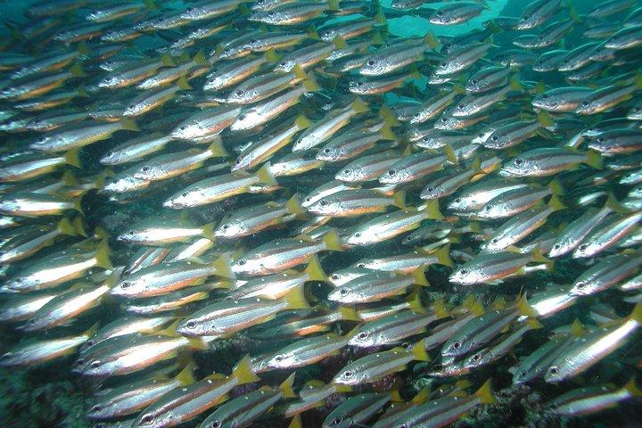 Full-Day Similans Scuba Diving desde Phuket
