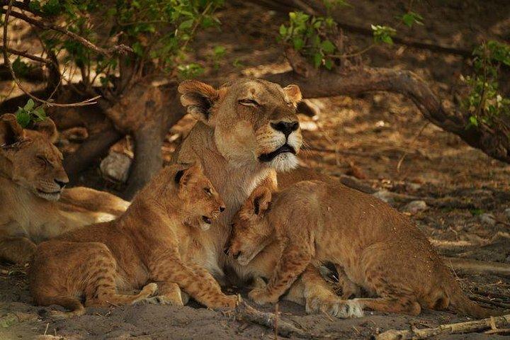ビクトリアフォールズのチョベ国立公園での2日間のキャンプサファリ