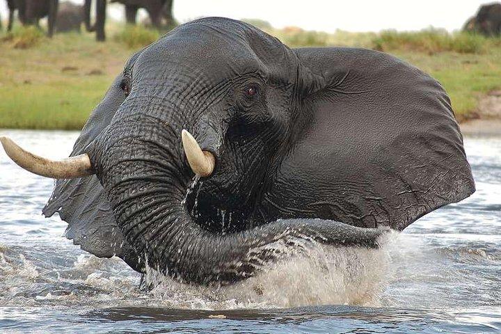 Chobe Extended Tagesausflug von Victoria Falls - Simbabwe