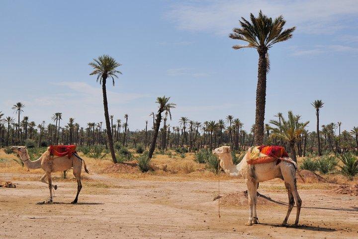 camel ride on the palm grove marrakech