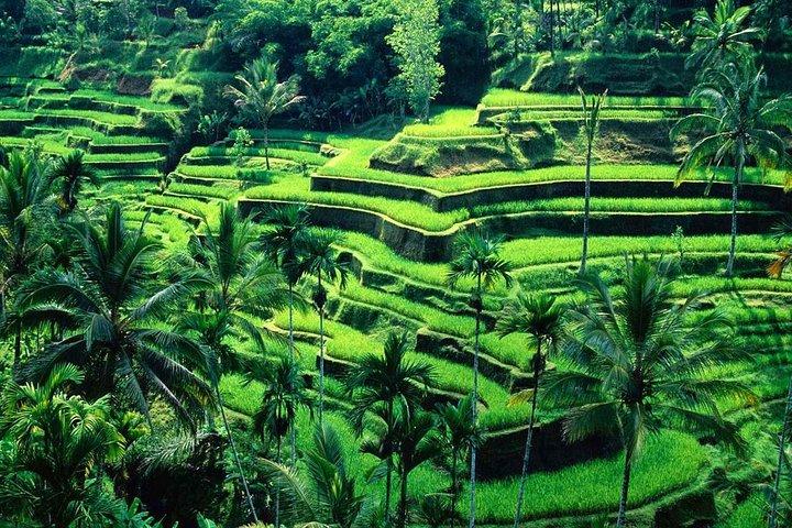 Vidunderligt af Ubud Tours