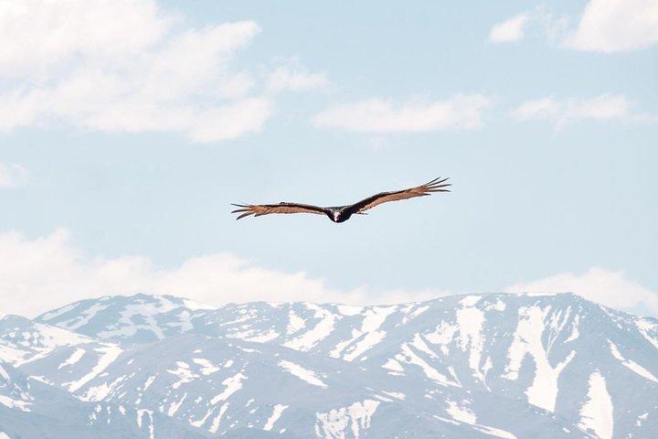 Safari photo privé en 4x4 dans les Andes - Villavicencio