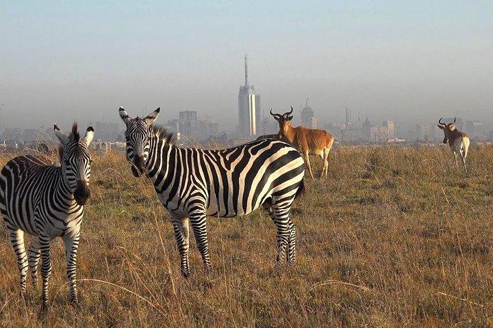 Halv dag Nairobi nationalpark