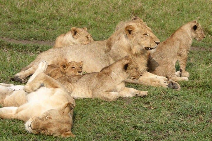 3-Day Safari to Maasai Mara National Reserve with Entry Fee