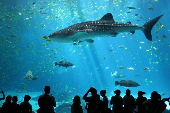 Ingresso SEA LIFE Ocean World em Bangkok