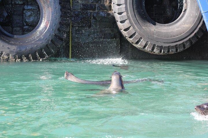 Cape Town 30-minute V&A Harbour Cruise