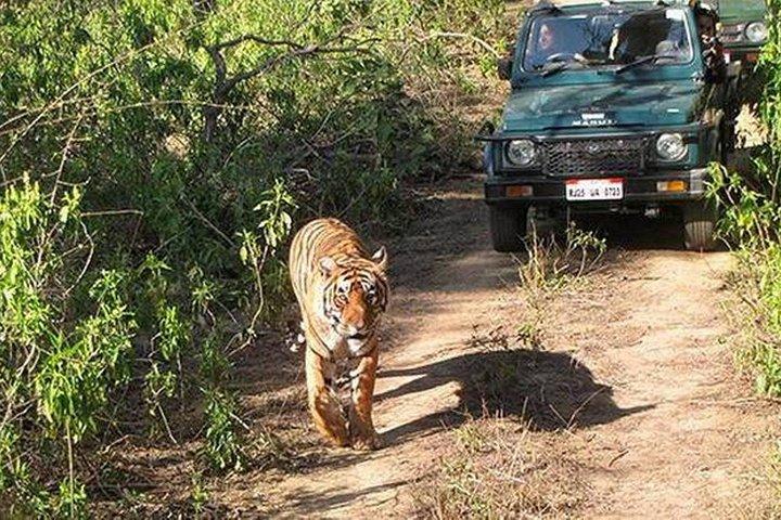 Private Tour zum Sariska Tiger National Park mit dem Auto von Jaipur