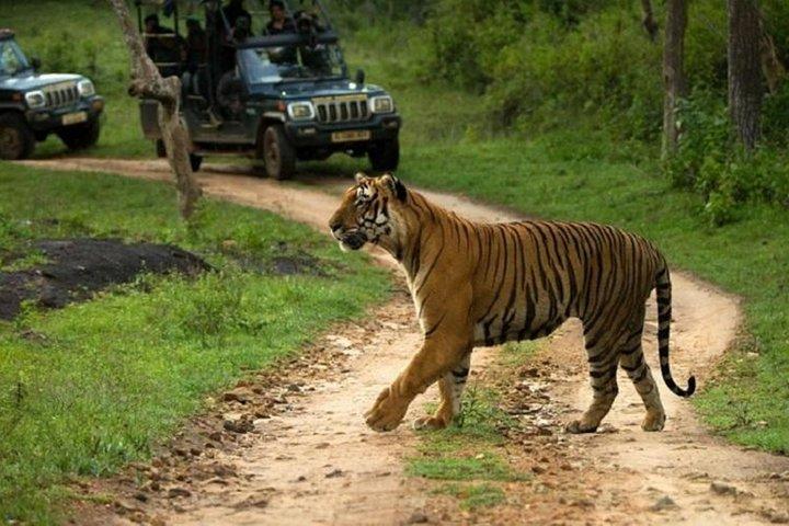 Private Tour zum Sariska Tiger National Park mit dem Auto von Jaipur