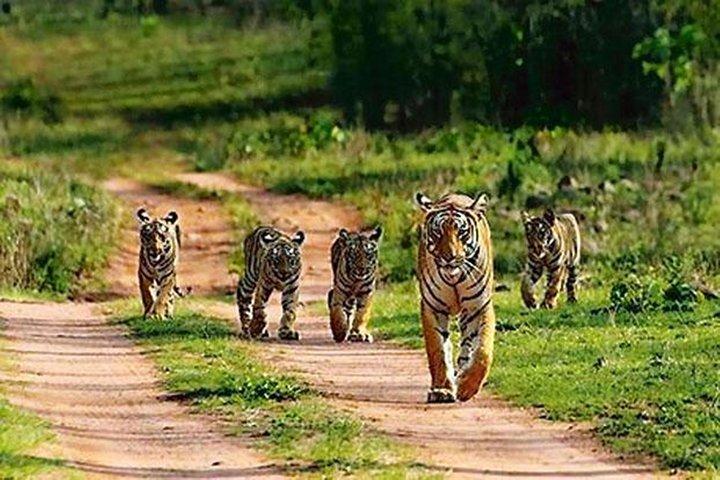 Private Tour zum Sariska Tiger National Park mit dem Auto von Jaipur