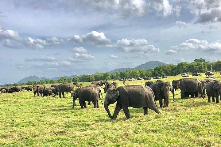 Safari privé tout compris dans le parc national de Minneriya