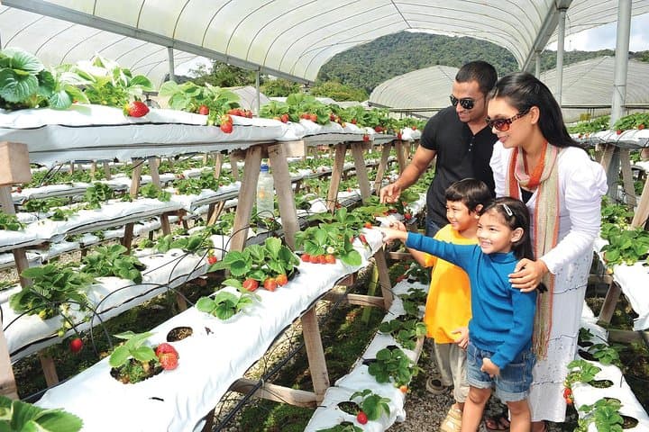Private Nature Trip to Cameron Highlands from Kuala Lumpur