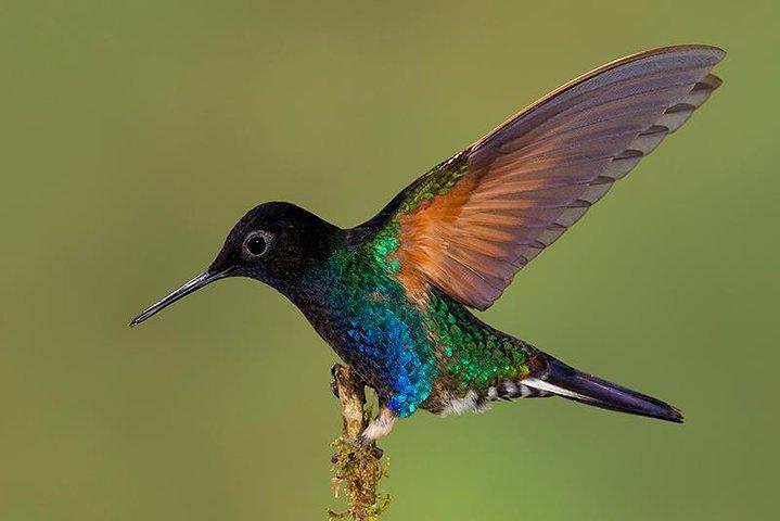 EXPEDICIÓN COLIBRÍ - Buscando las joyas del bosque nublado.