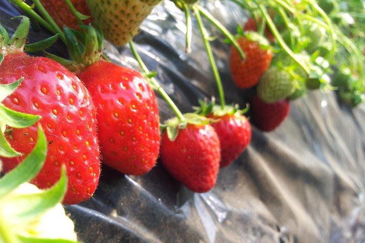 [Perfekt privat tur] Jordbærfarm & Nami Island & frokost