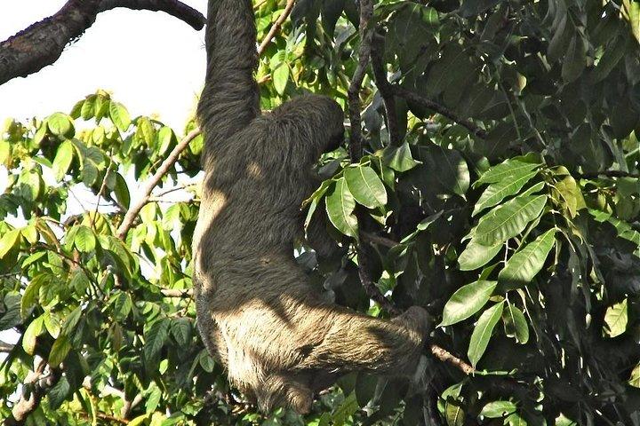 Sloths, frøer, aber !! med vandfald vandretur og Corobici River Safari float