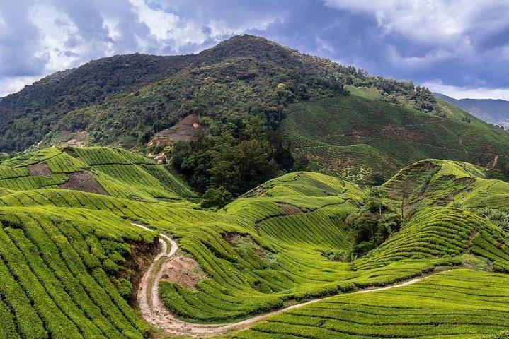 Cameron Highlands Tour em base privada