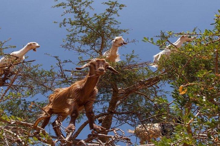 マラケシュからのエッサウイラ日帰り旅行」大西洋岸のアガンの森」