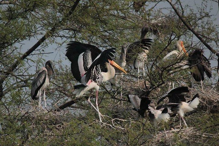 Agra To Bharatpur Same Day Tour met Fatehpur Sikri