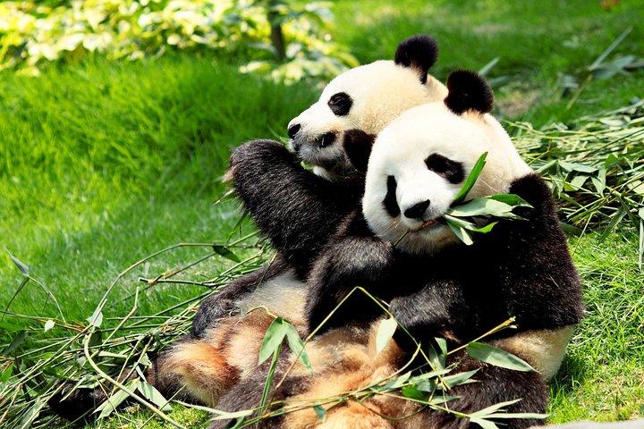 Dagstur: Chengdu Panda Breeding Base og Leshan Giant Buddha
