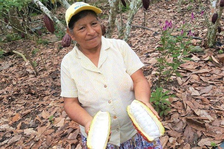 Tour de ida de Guayaquil a Cuenca con Parque Cajas y visita a la Granja Cacao