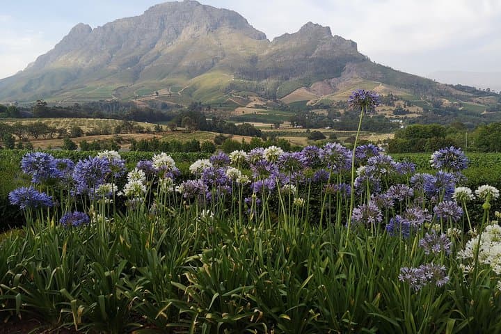 Private Cape Winelands Tour from Cape Town