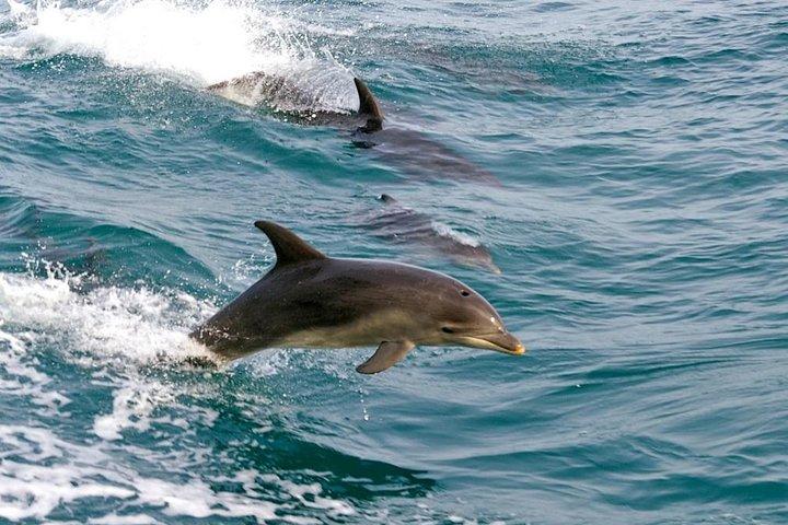 Dolphin Watching & Sandboarding | Port Stephens Tour from Sydney
