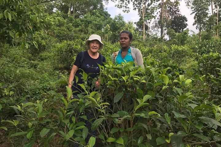 Excursion d'une journée à Hikkaduwa en tuk tuk jusqu'au caoutchouc, plantation de cannelle,
