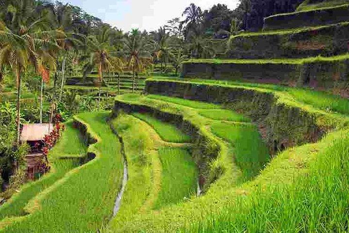 Vidunderligt af Ubud Tours