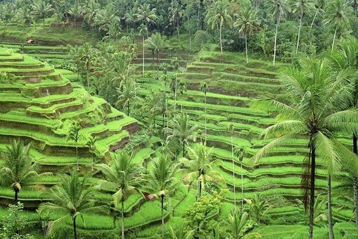 Ubud und Tanah Lot Touren