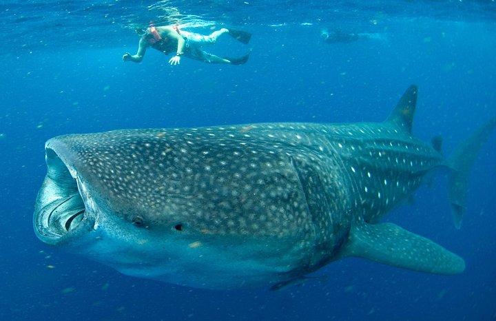 カンクンとリビエラマヤでジンベイザメ小グループツアー