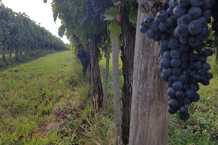 Tour privado por la Toscana desde Roma Montepulciano y Pienza