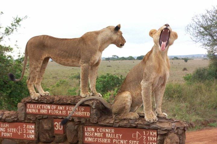 Visite du Parc national de Nairobi
