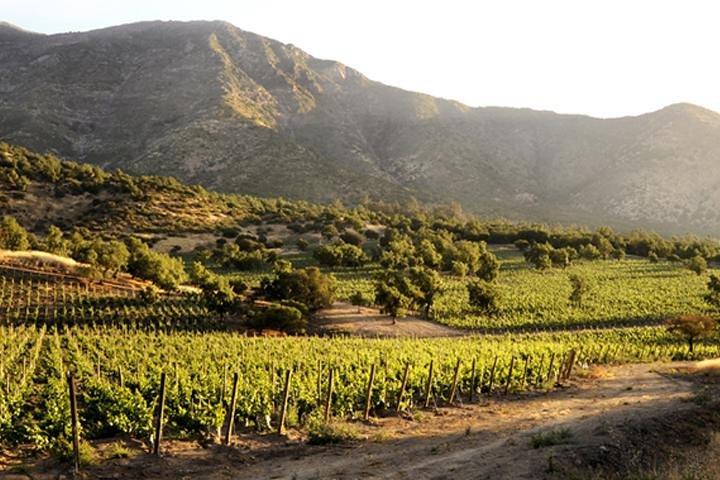 Kleine Gruppe Maipo Vineyards Ganztägige Erfahrung mit optionalem Mittagessen