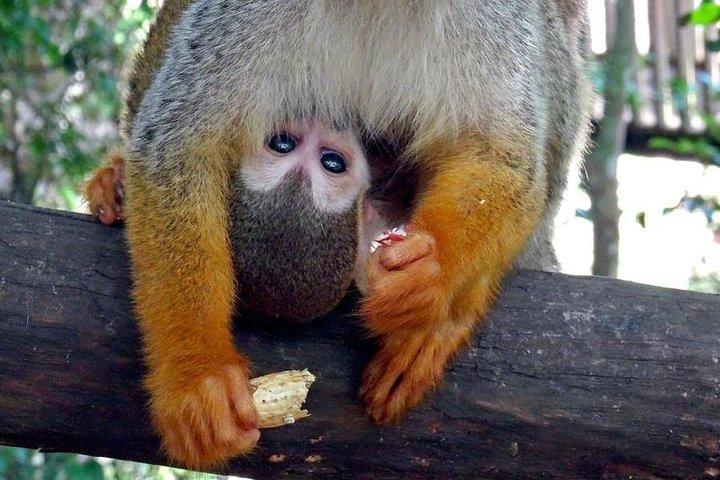 Aventura de Monkeyland e tirolesa de Puerto Plata