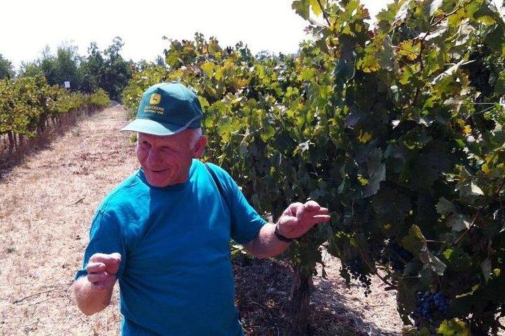 Private Weintour durch Nordisrael