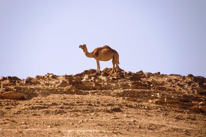 Excursão privada às montanhas Negev saindo de Tel Aviv