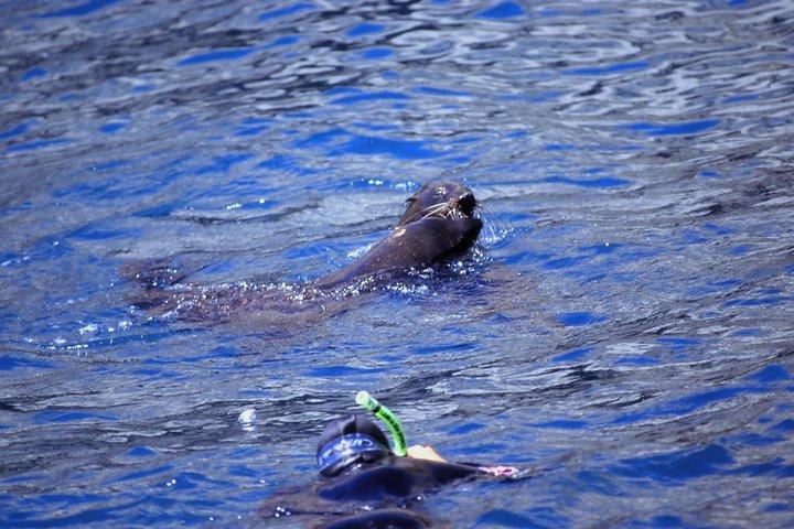 カイコウラのシールスイミングツアー