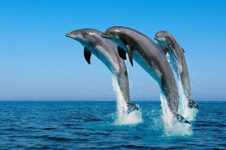 Full Day Snorkeling Trip Dolphin Round House