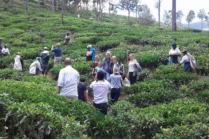 Tuk Tuk safari en picknick in The Tea Plantation van Ella, Haputale en Bandarawela