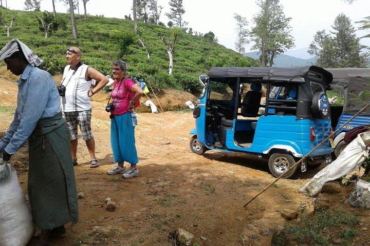 Safari in TukTuk nella piantagione di tè e spezie, punti panoramici, cascate di Diyaluma superiori,