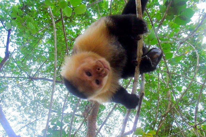 ガトゥン湖：運河沿いの猿とエキゾチックな野生動物
