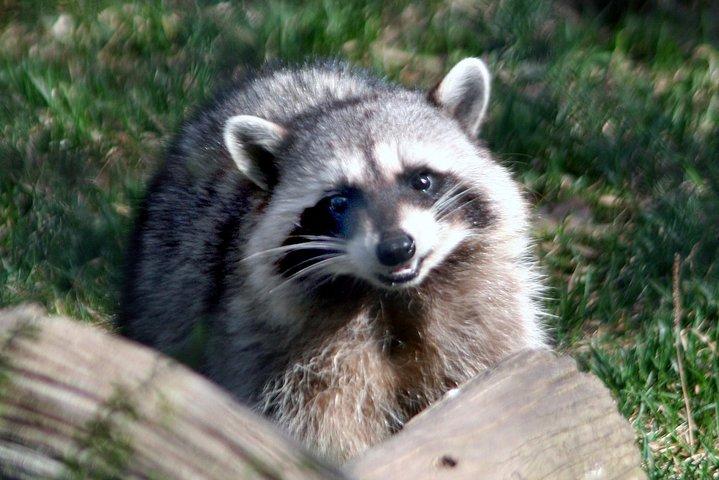 Skip the Line: Kamloops BC Wildlife Park Admission Ticket