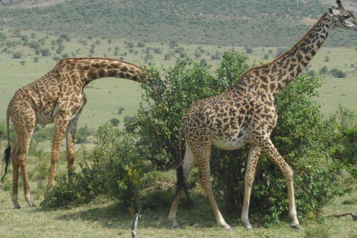 Tour di Crescent Island da Nairobi