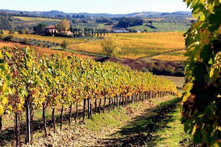 Private Chianti Wine Tour og Castellina: Dagstur fra Rom